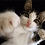 HitKitten